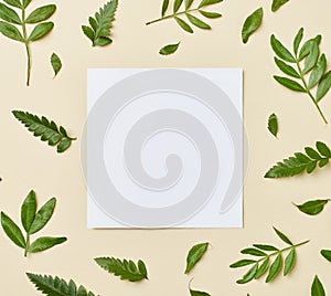 leaf flower greeting card note paper frame background flat lay floral layout invitation nature spring green