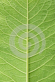 Leaf of fluffy cover texture, plant elecampane, inula helenium, photo