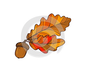 Leaf Foliage and Acorn Autumnal Frondage Vector