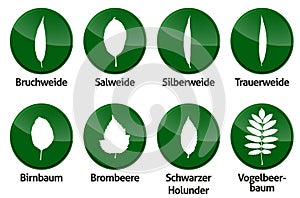 Leaf foliage vector outline forest deciduous isolated