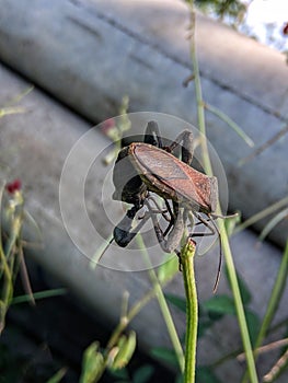 Leaf-foot bug mating