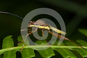 Leaf footed bug