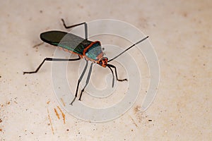 Leaf footed Bug