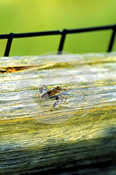 Leaf-footed Bug   53645