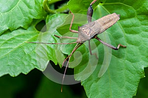 Leaf-footed Bug