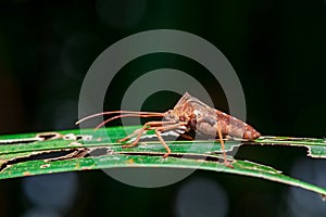 Leaf-footed Bug