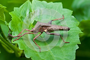 Leaf-footed Bug