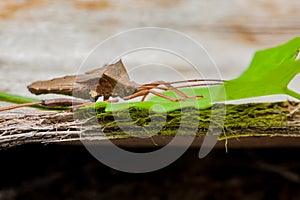 Leaf-footed Bug