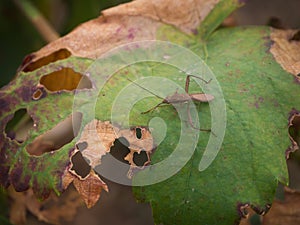 Leaf-footed Bug Anoplocnemis sp., Coreidae crawling on a leaf