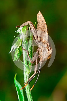 Leaf-footed Bug