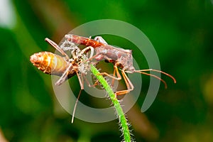 Leaf-footed Bug
