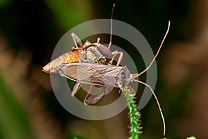 Leaf-footed Bug
