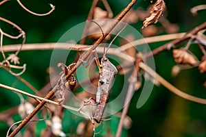 Leaf-footed Bug