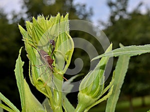 Leaf footed bug, garden pest on okra plant
