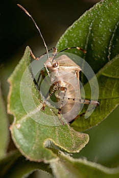 Leaf-footed Bug