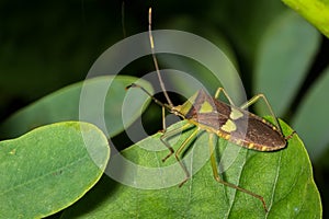 Leaf footed bug