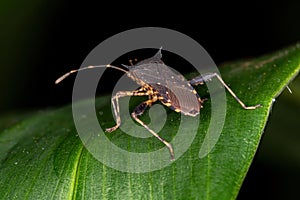 Leaf-footed Bug photo