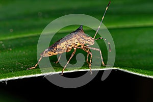 Leaf-footed Bug photo