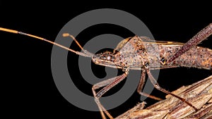 Leaf footed Bug