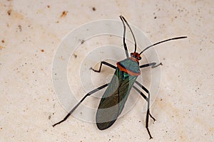 Leaf footed Bug