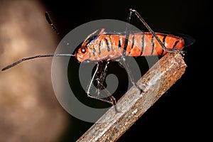 Leaf footed Bug photo