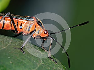 Leaf footed Bug photo