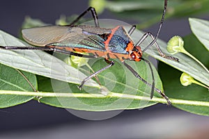 Leaf footed Bug photo