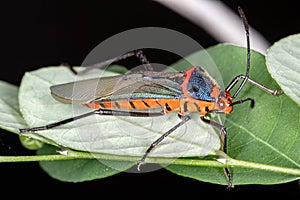 Leaf footed Bug photo