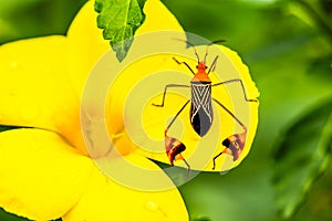 Leaf-footed bug Manuel Antonio