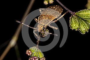 Leaf-footed Bug Nymph