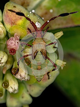 Leaf-footed Bug Nymph