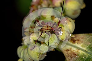 Leaf-footed Bug Nymph