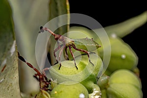 Leaf-footed Bug Nymph