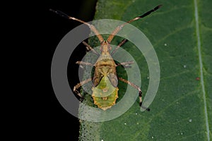 Leaf-footed Bug Nymph