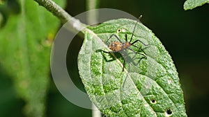 Leaf-footed bug nymph on a leaf