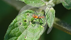 Leaf-footed bug nymph on a leaf