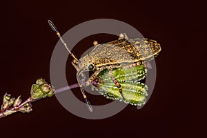 Leaf-footed Bug Nymph