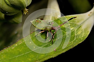 Leaf-footed Bug Nymph