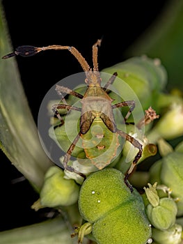 Leaf-footed Bug Nymph