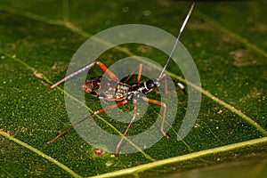 Leaf-footed Bug nymph