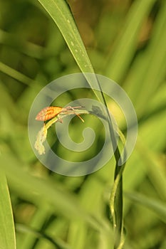 Leaf footed bug nymph sitting on a green plant