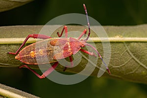 Leaf-footed Bug Nymph