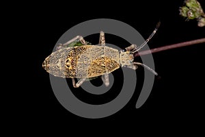 Leaf-footed Bug Nymph