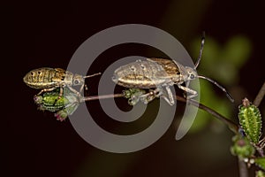 Leaf-footed Bug Nymph
