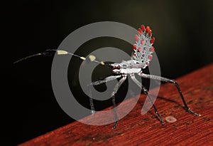 Leaf-footed Bug Nymph