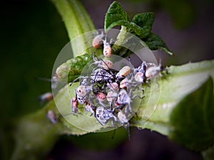 Leaf-footed bug nymphs photo