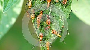 Leaf-footed bug nymphs on a leaf