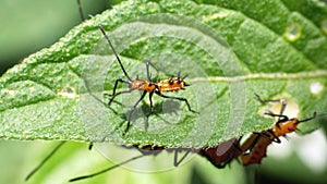 Leaf-footed bug nymphs on a leaf