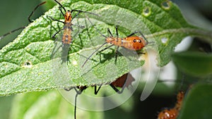 Leaf-footed bug nymphs on a leaf