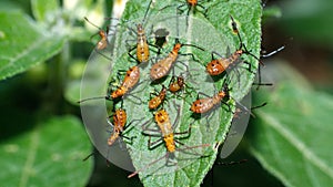 Leaf-footed bug nymphs on a leaf